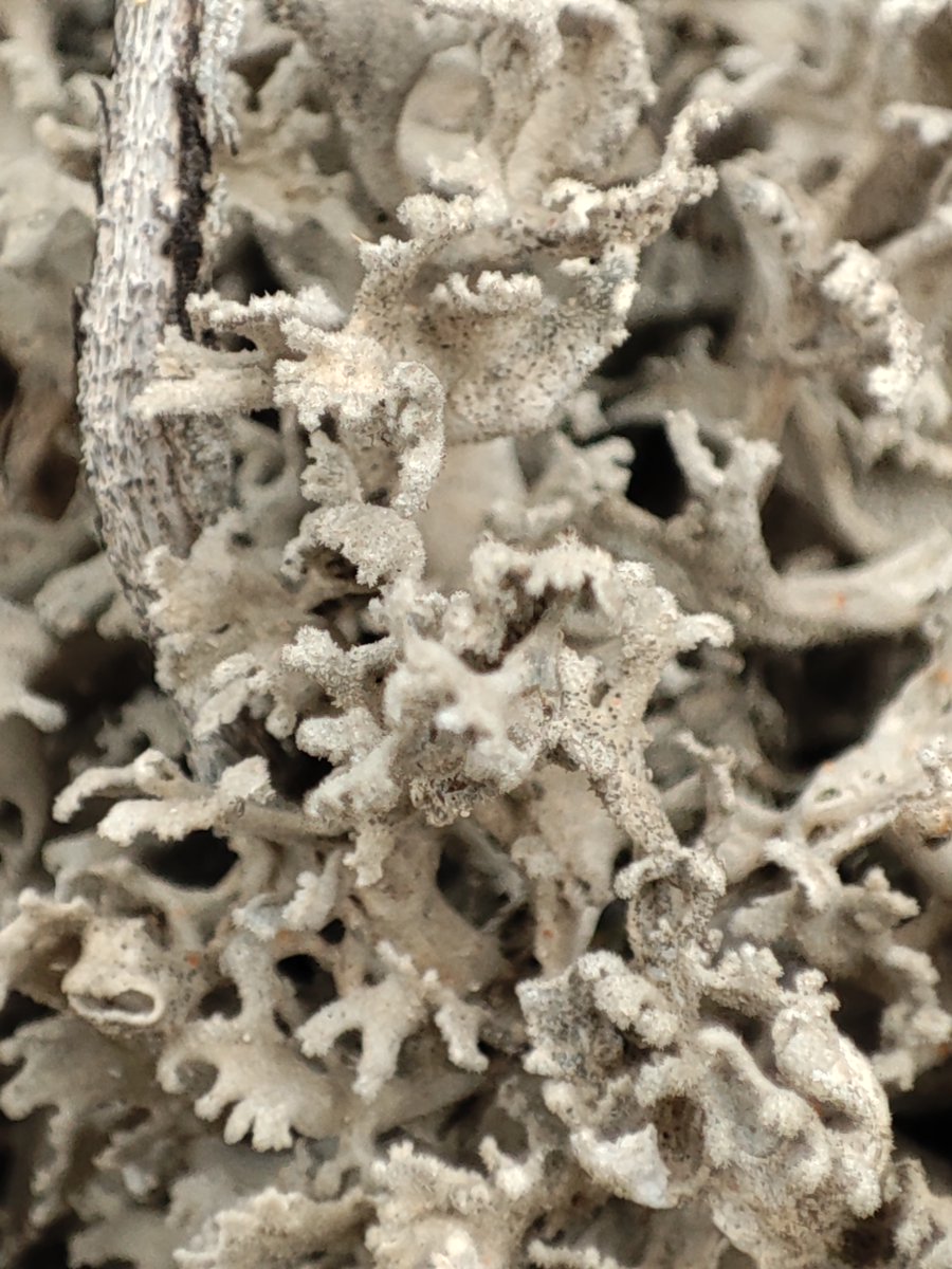 BrioLi_PPCC tweet media