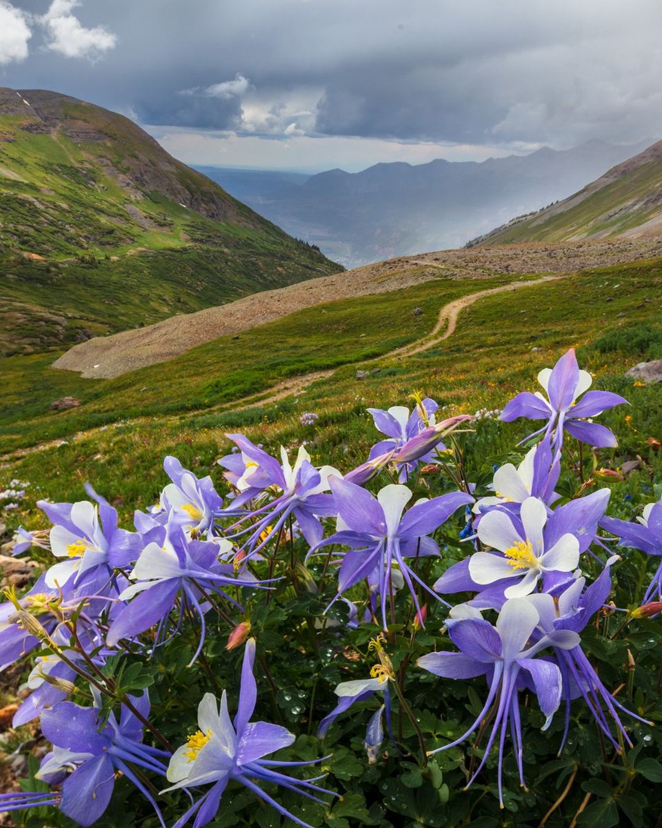 VisitTelluride's tweet photo. Summertime magic high above Telluride 🌼🫶

📸: Daniel Scott Forster https://t.co/tuUuCeQs7K