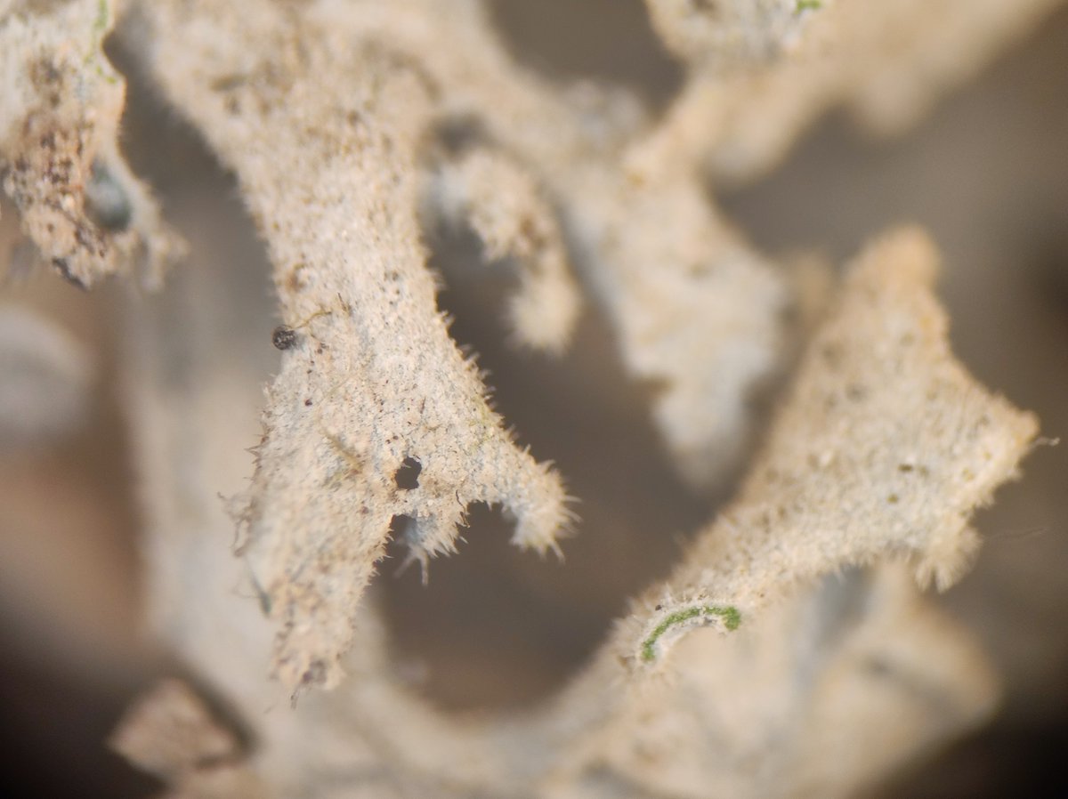 BrioLi_PPCC tweet media