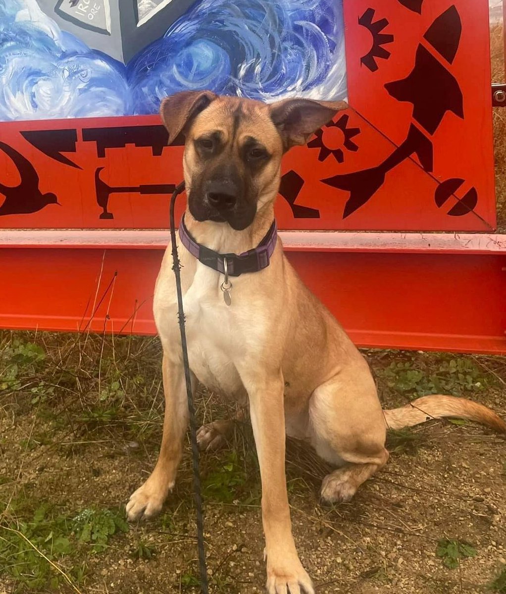 Please share to help Nessa find a home #BIRKENHEAD #LIVERPOOL #UK - AVAILABLE FROM BIRKENHEAD COUNCIL KENNELS✅
RESCUE OR REHOME – PLEASE CALL 0151 556 1220 TO SPEAK WITH STAFF AND MAKE AN APPOINTMENT ***
EXPERIENCE WITH THE LARGE BREEDS ESSENTIAL
BREED/AGE/COLOUR:  Mastiff