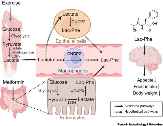 Long Lab (@longlabstanford) on Twitter photo Lac-Phe is July’s “molecule of the month” in <a href="/Trends_Endo_Met/">Trends in Endocrinology & Metabolism</a> ! Congratulations to <a href="/skxiao_nju/">Shuke Xiao 肖舒克</a> <a href="/veronical1411/">Veronica Li</a> <a href="/Stanford_ChEMH/">Sarafan ChEM-H</a> <a href="/StanfordPath/">Stanford Pathology</a> <a href="/BrainResilience/">Stanford Knight Initiative for Brain Resilience</a> <a href="/StanfordDRC/">Stanford Diabetes Research</a>
doi.org/10.1016/j.tem.… Lac-Phe is July’s “molecule of the month” in <a href="/Trends_Endo_Met/">Trends in Endocrinology & Metabolism</a> ! Congratulations to <a href="/skxiao_nju/">Shuke Xiao 肖舒克</a> <a href="/veronical1411/">Veronica Li</a> <a href="/Stanford_ChEMH/">Sarafan ChEM-H</a> <a href="/StanfordPath/">Stanford Pathology</a> <a href="/BrainResilience/">Stanford Knight Initiative for Brain Resilience</a> <a href="/StanfordDRC/">Stanford Diabetes Research</a>
doi.org/10.1016/j.tem.…