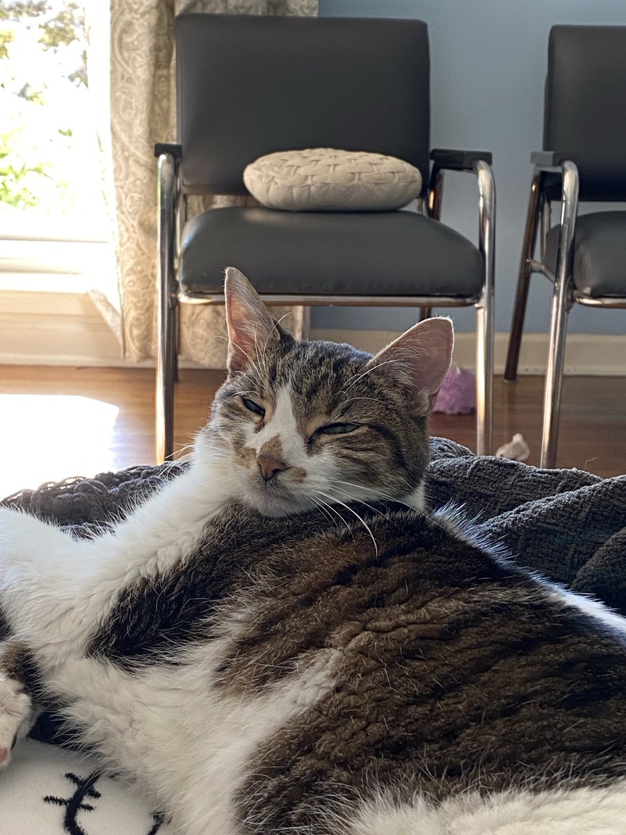 PeggyR's tweet photo. #caturday kitty relaxing https://t.co/G0uw1dyiDm