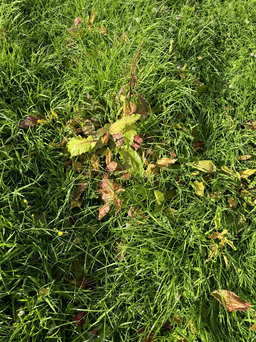 Pat Quirke tweet media