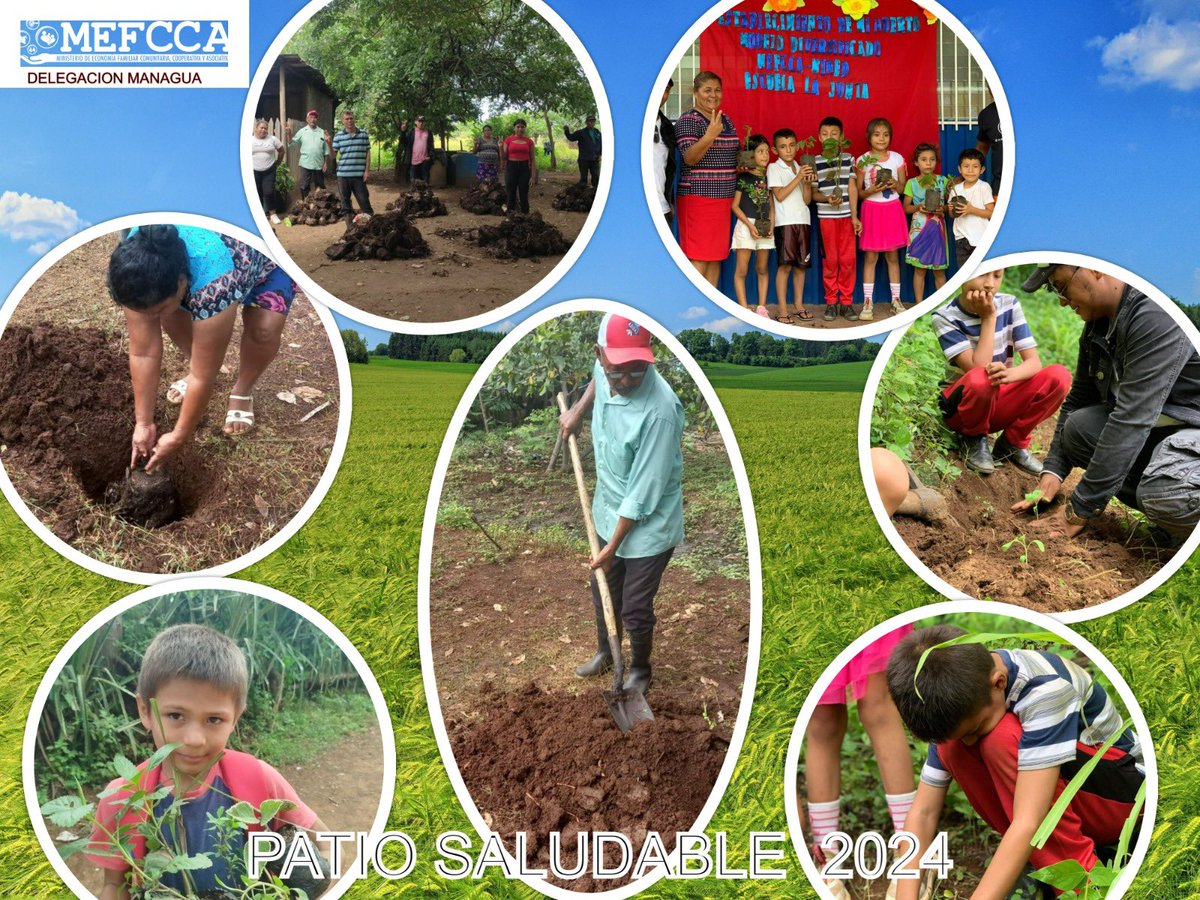 *#4519LaPatriaLaRevolución* *#4519SiempreMásAllá* saludando a julio victorioso, en Managua establecimos mas de 250 patios saludables aportando a la seguridad alimentaria de las familias con mas de 500 mil plantas establecidas de hortalizas, musaceas y frutales #MEFCCA #PSPS