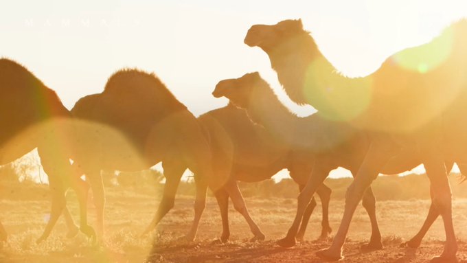 Born to survive. Built to thrive. Don't miss the series premiere of #Mammals, tonight at 8pm on BBC America<a href="/tag/mammals"class="tags"><span>#mammals</span></a>