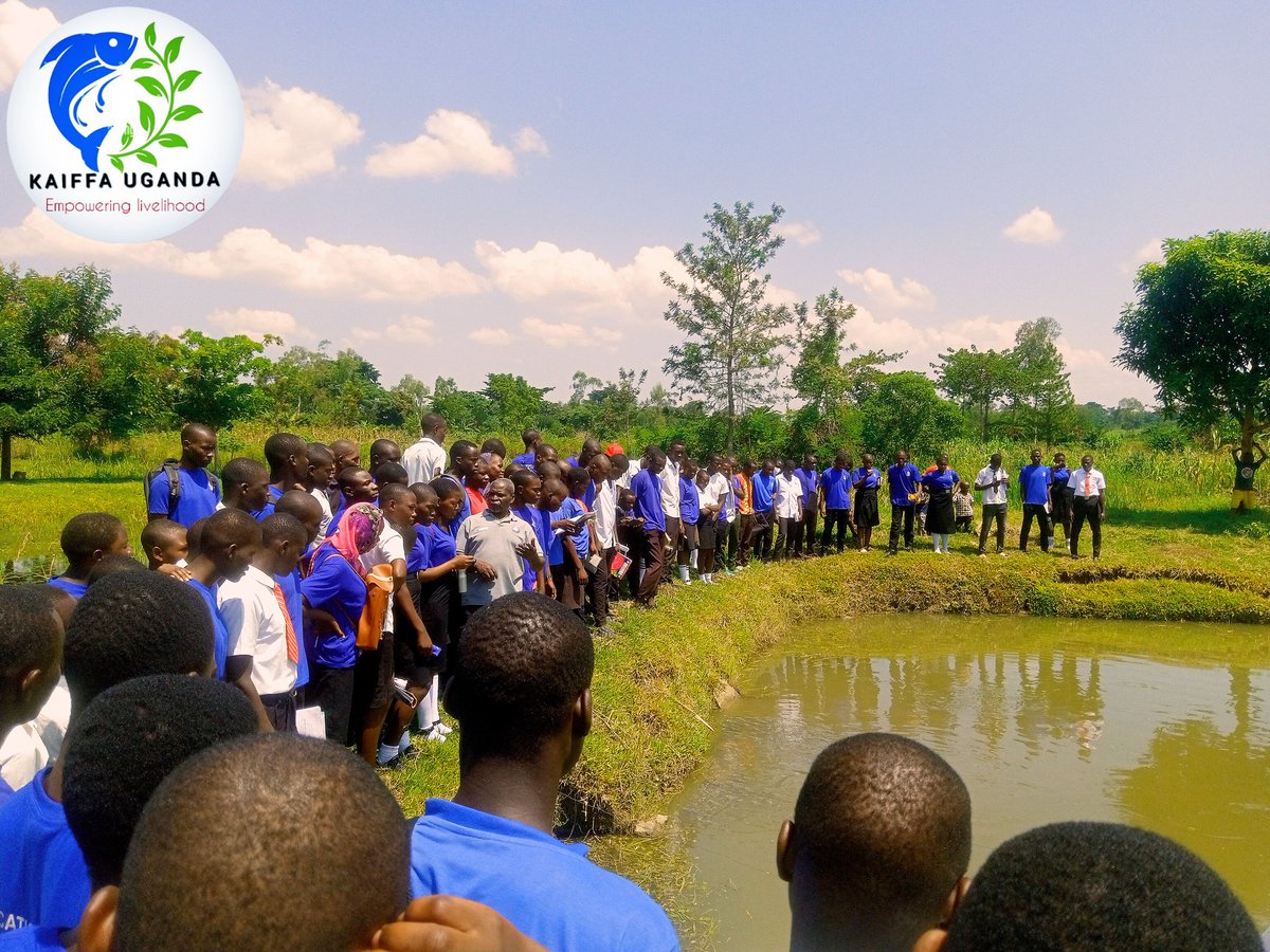 KaiffaU's tweet photo. TRAINING STUDENTS on how to startup aquaculture
However, the number of youth that are able to contribute 2 aquaculture development is still minimal due to the following challenges:
Lack of experience:  Majority of youth do not have practical experience in fish farming practices https://t.co/UhNLLb6sPq