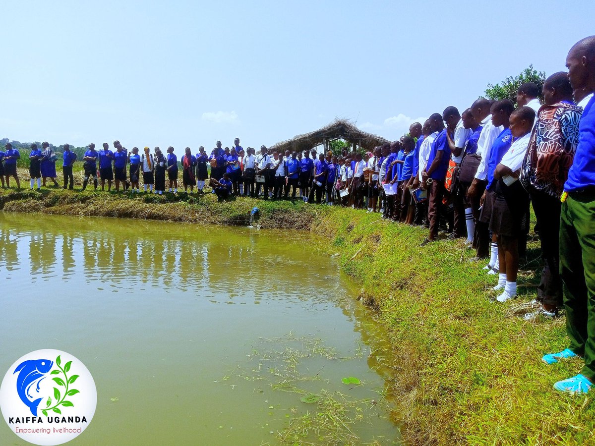 KaiffaU's tweet photo. TRAINING STUDENTS on how to startup aquaculture
However, the number of youth that are able to contribute 2 aquaculture development is still minimal due to the following challenges:
Lack of experience:  Majority of youth do not have practical experience in fish farming practices https://t.co/UhNLLb6sPq
