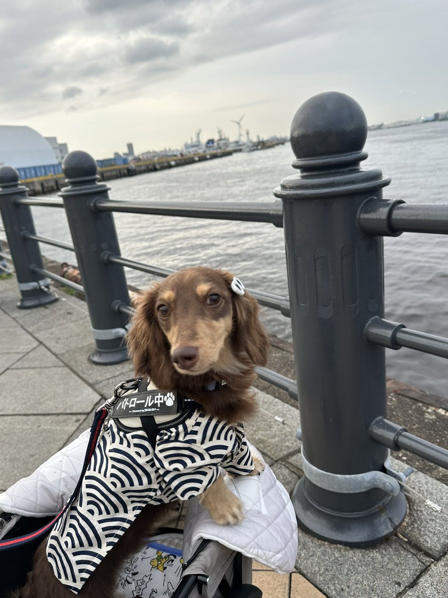 Sachi207's tweet photo. 赤レンガ倉庫の #犬夜市 へ
行ってきたよ🏮
お店でもらったピン留めは
この服には、似合わない😇 https://t.co/TBsCYMbsn7