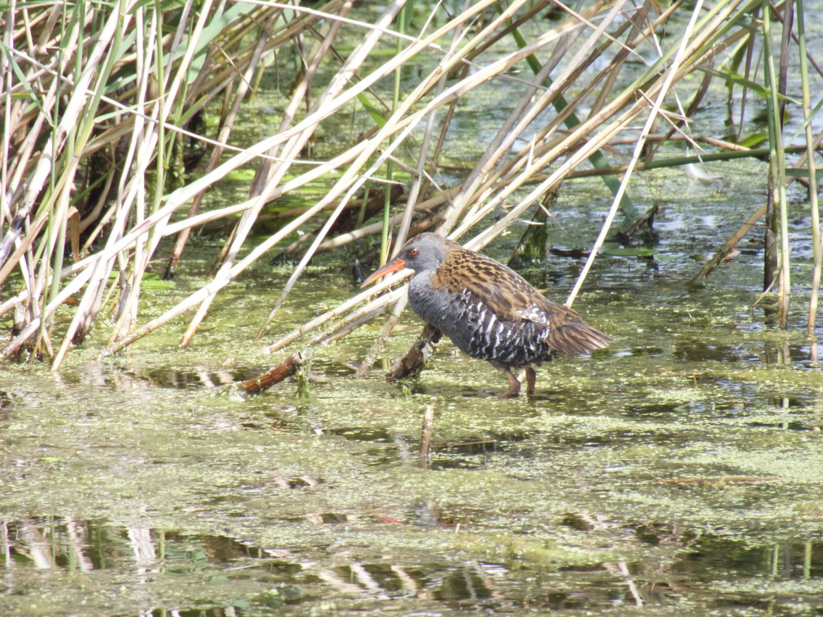 justine_dennett's tweet photo. An absolutely fantastic day at westhay moor in Somerset .
@AvalonMarshes @SomersetWT https://t.co/EgIRJ798Zp
