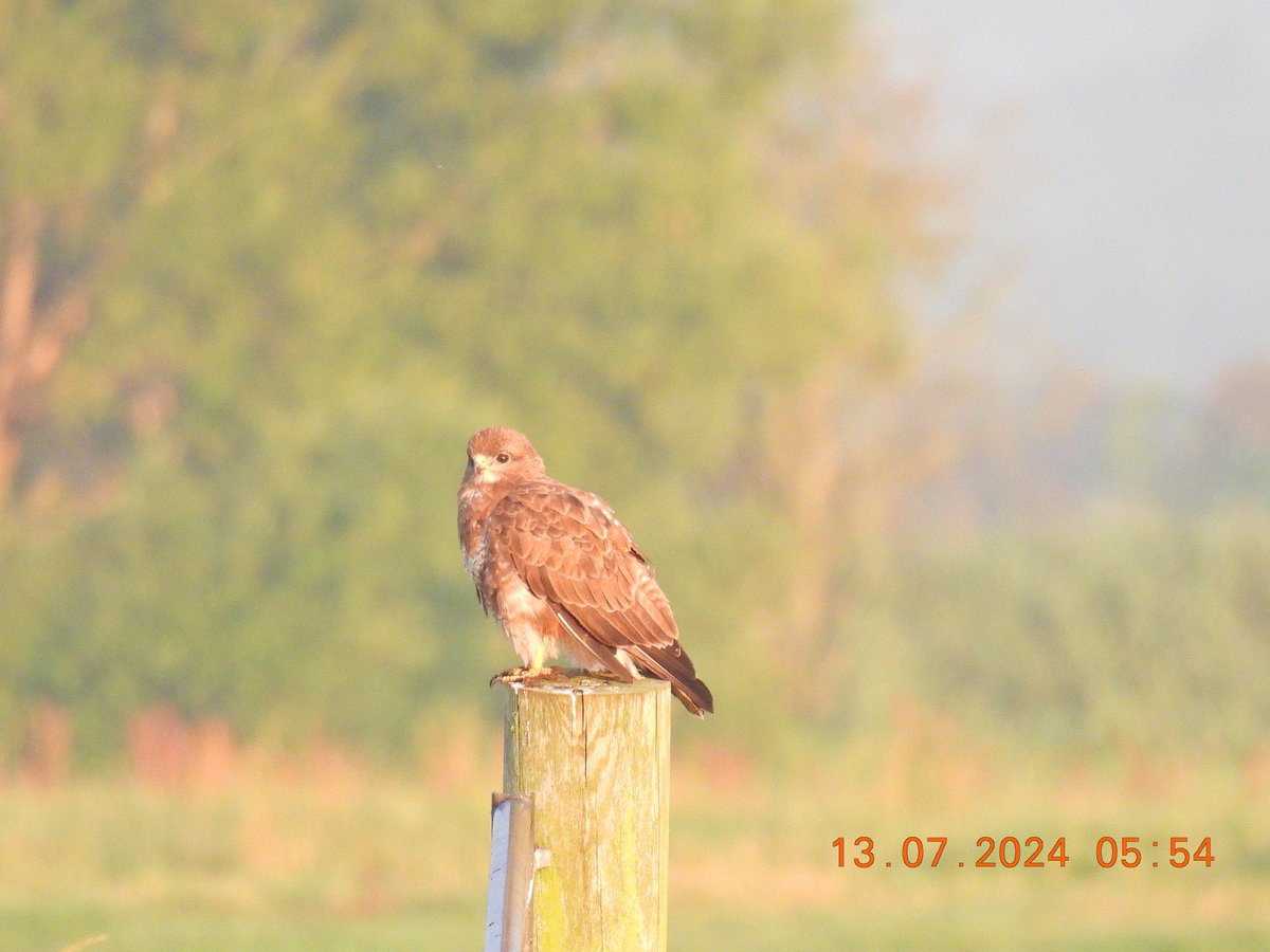 justine_dennett's tweet photo. An absolutely fantastic day at westhay moor in Somerset .
@AvalonMarshes @SomersetWT https://t.co/EgIRJ798Zp