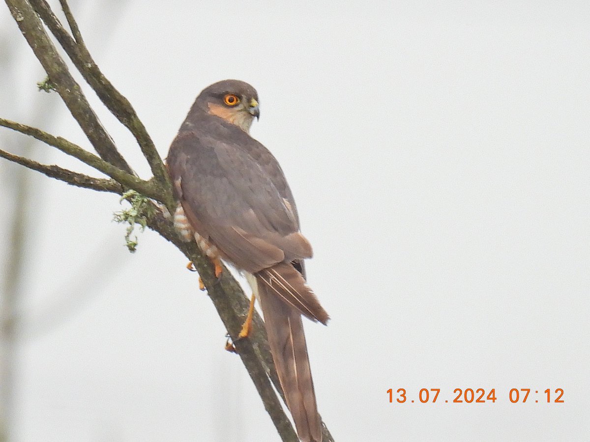 justine_dennett's tweet photo. An absolutely fantastic day at westhay moor in Somerset .
@AvalonMarshes @SomersetWT https://t.co/EgIRJ798Zp