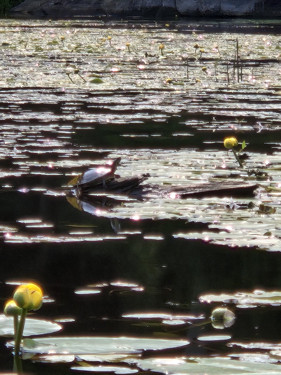 Moreen Miller tweet media