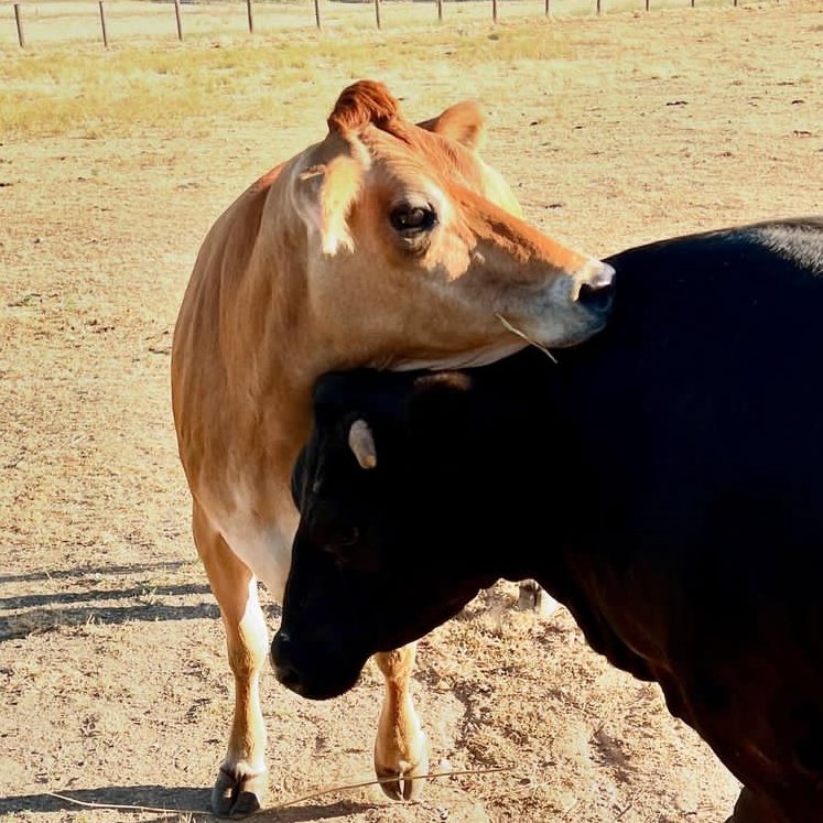 CowoftheDay1's tweet photo. 📅 17th July 2024
🏷️ Instagram/lovingfarmsanctuary
💕 #animaloftheday https://t.co/rpajOVp2bM