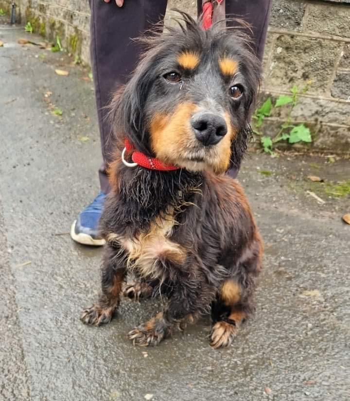 joannew0112's tweet photo. SPANIEL DOG FOUND OUTSIDE MR BIGZ CREWE ROAD ALSAGER AREA.
Microchipped but unable to contact the owner.
If you are missing a dog of this description please call us ASAP dog is very smelly and very skinny 07939 255444 or Lisa 07970 194929. now with alsager animals in need https://t.co/eyx6NJbeQI
