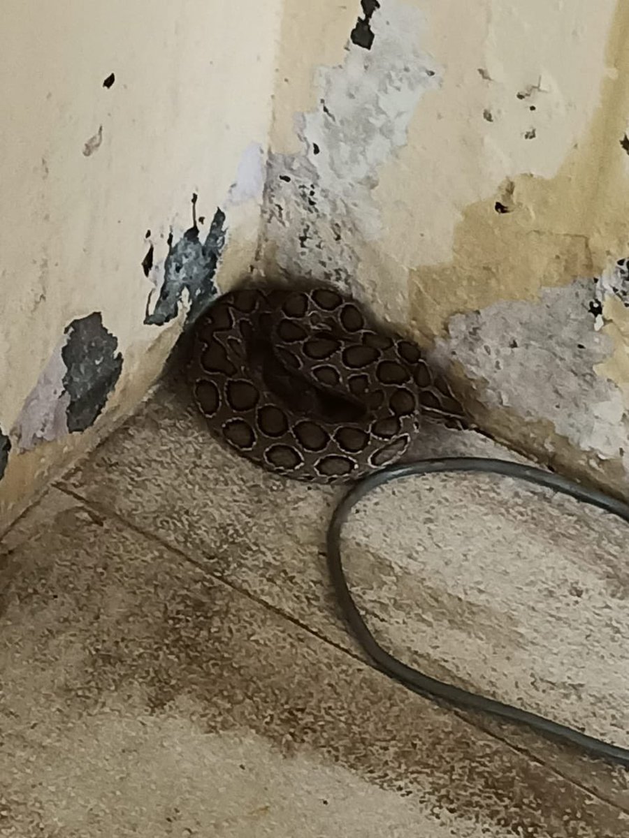 drishti_aneja's tweet photo. 🚨#wmckillsmedicoscarrer
#savefuturedoctors
It’s the hostel of mbbs students not a zoo!!!!And the college management claims that snakes are friends
It seriously is not a joke
They don’t even have antivenom and anti rabies for any such incidents❌‼️‼️ https://t.co/dVFN7BGvSp