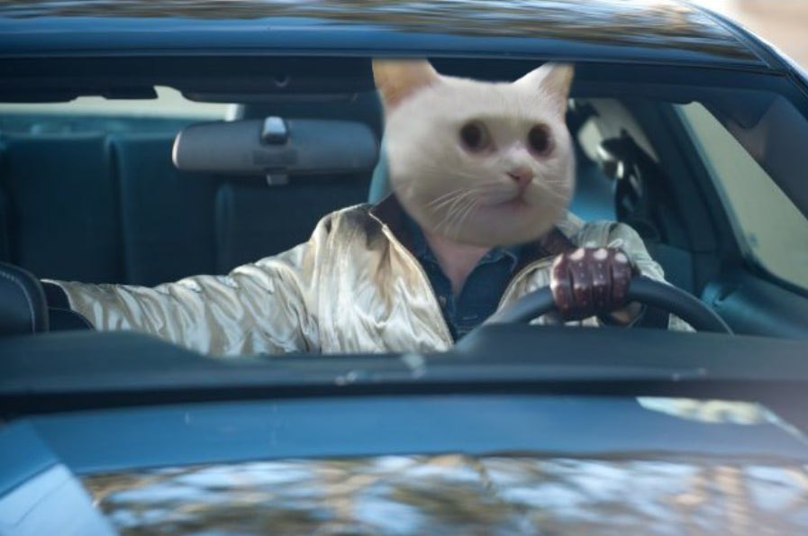 Nobiko driving with one paw on the wheel, navigating the twists and turns of the unknown. 

Trust the journey, because the end is where dreams come true.