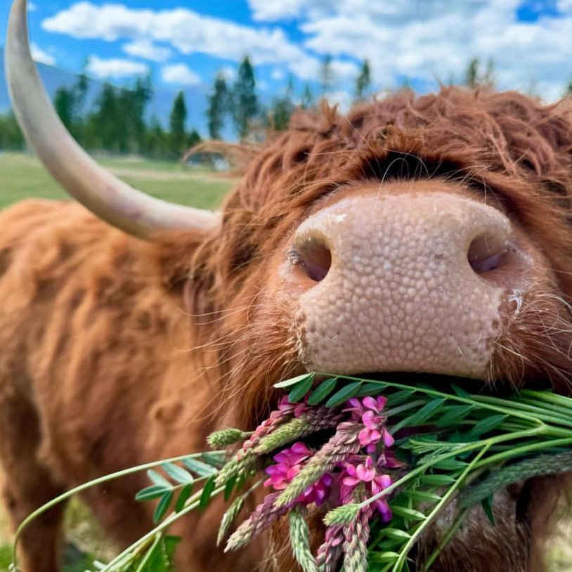 CowoftheDay1's tweet photo. 📅 23rd July 2024
🏷️ Instagram/cluelessfarm
💕 #animaloftheday https://t.co/fOIxdBww7J