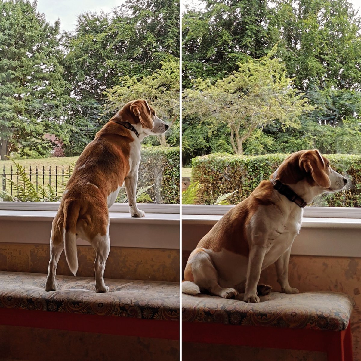The neighbourhood is safe, <a href="/RioOfGlasgow/">Rio Grande the littlest beagle</a> is on watch tonight! 🐕

#beagle #MyGirl #glasgow #neighborhoodwatch #KeepingYouSafe #LifeOfRio