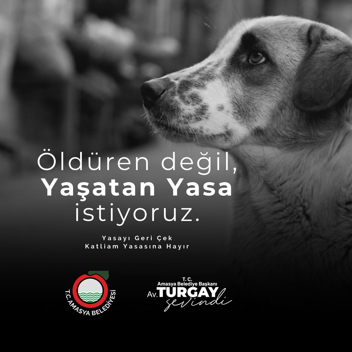 “Ötanazi” adı altında milyonlarca can dostlarımız için yalnızca ölüm fermanı yazılıyor. Vicdani, çağdaş, insani ve etik çözüm yolu olan kısırlaştırmanın esamesi okunmuyor. 

Öldüren değil, yaşatan yasa istiyoruz. Yaşamın ve merhametin yanında olacağız.

#YasayiGeriCek