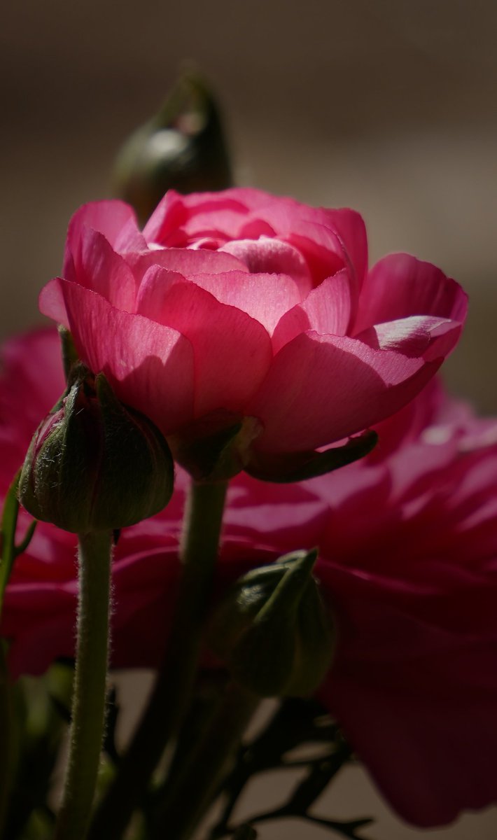 mskondal's tweet photo. Power of Pink makes u think

#JusticeFor_युवा_मित्र #अनसुना_पाँचवाँ_वेद #AnantRadhikaBlessings #AmbaniFamilyWedding
@Canon_India @CanonUSA @Sony @NikonUSA @NikonIndia @FlowersDaily_ @WhatsTrending @BBCHindi @PTI_News @timesofindia @ColoursOfBharat https://t.co/qnpN0BNuZd