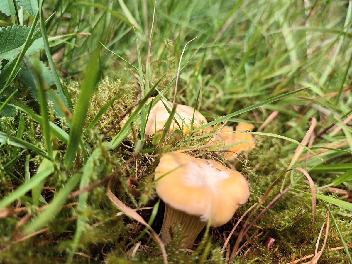 Bruce Langridge (@brucelangridge1) on Twitter photo The earliest #waxcap sighting for me - a patch small but distinctive fruiting bodies of Meadow Waxcap #fungi (Hygrocybe pratensis) on edge of orchid rich hay meadow in Cwmdu, Carmarthenshire.
You've been telling me to look early Emma <a href="/CoalspoilFungi/">Emma Williams</a> and it's finally paid off The earliest #waxcap sighting for me - a patch small but distinctive fruiting bodies of Meadow Waxcap #fungi (Hygrocybe pratensis) on edge of orchid rich hay meadow in Cwmdu, Carmarthenshire.
You've been telling me to look early Emma <a href="/CoalspoilFungi/">Emma Williams</a> and it's finally paid off