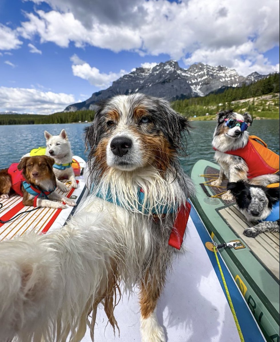 dawgsondoge's tweet photo. GM Doginal Family 💪🏽

Out here chillin w/ my day ones, paddle boarding &amp; catching some rays 🌞😎

#StayBlessed #NeverStressed $DOGE https://t.co/NX3pK5slyN