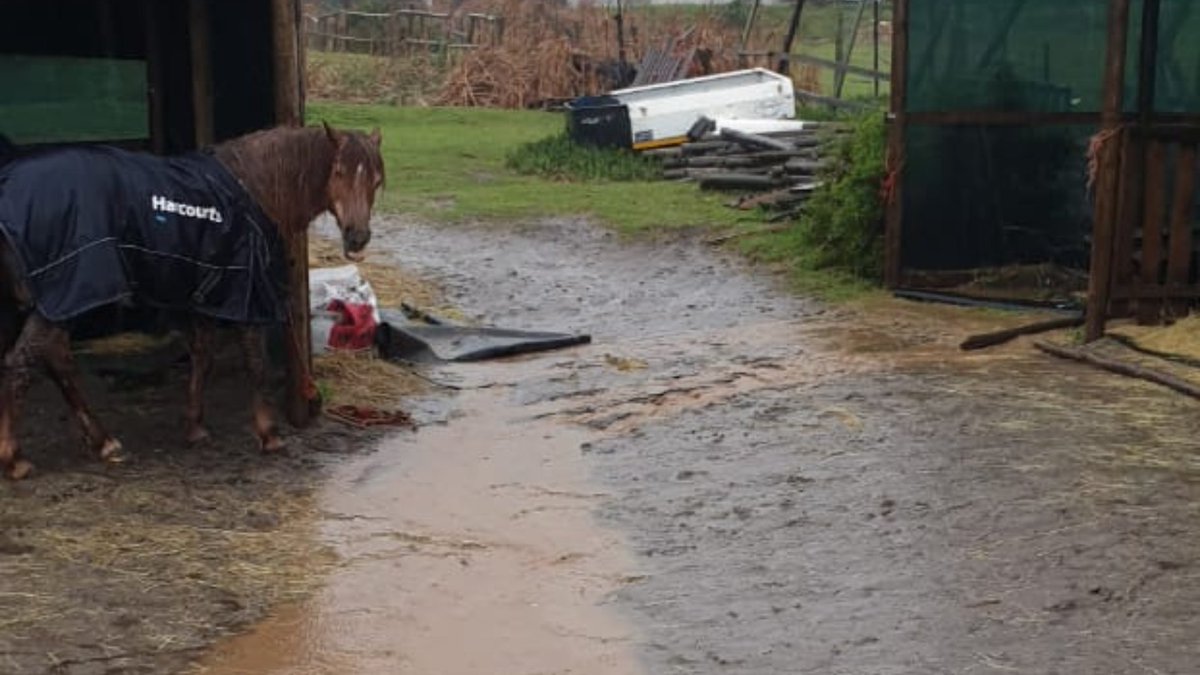 Network4Animals's tweet photo. HELP: Rescue animals face drowning, injury & death after severe storms devastate #CapeTown, #SouthAfrica. With shelters damaged & food supplies destroyed, our partners desperately need help. Please donate to help save animal lives: https://t.co/hT4RDBiFt1
#NFAEquines #CapeStorms https://t.co/lbIuWohkGZ