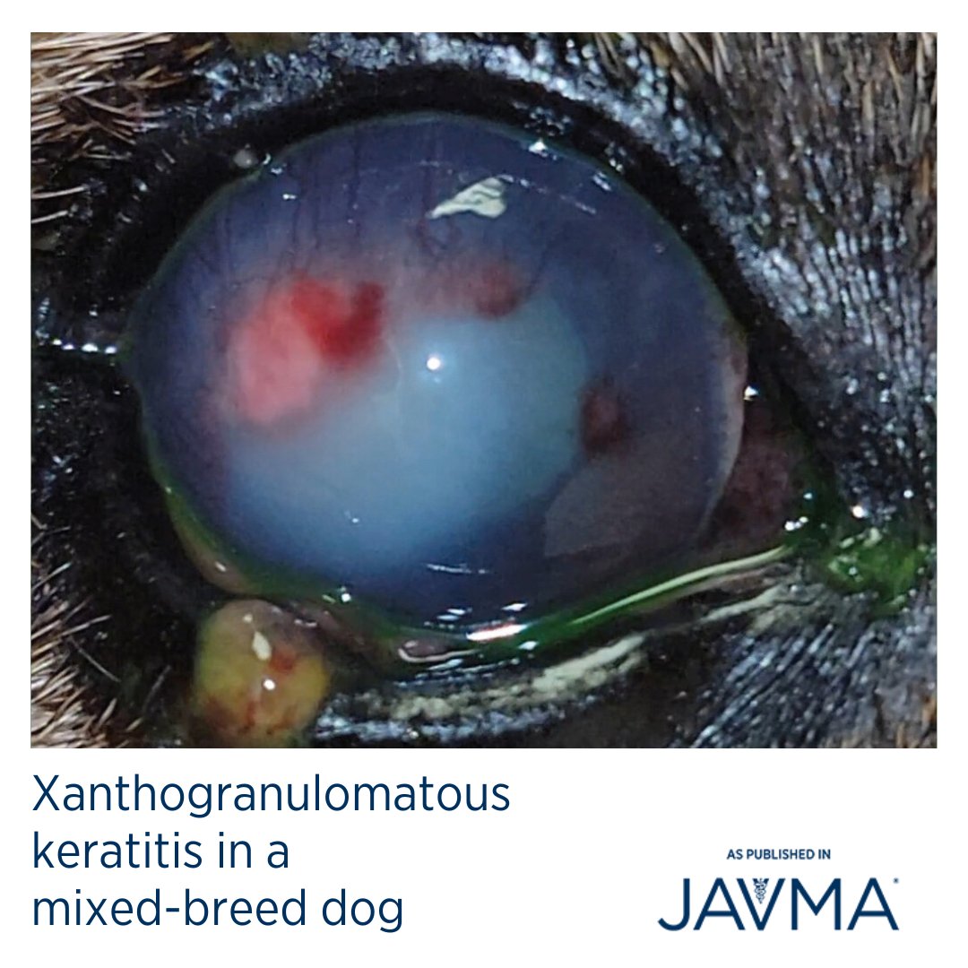 AVMAJAVMA's tweet image. Xanthogranulomatous #keratitis should be an added differential diagnosis when nonulcerative keratitis is found on examination, specifically with consolidated, corneal infiltrate and minimal pain. 👁🐶 Full case: jav.ma/xantho @ufvetmed @acvp #canine #xanthogranuloma