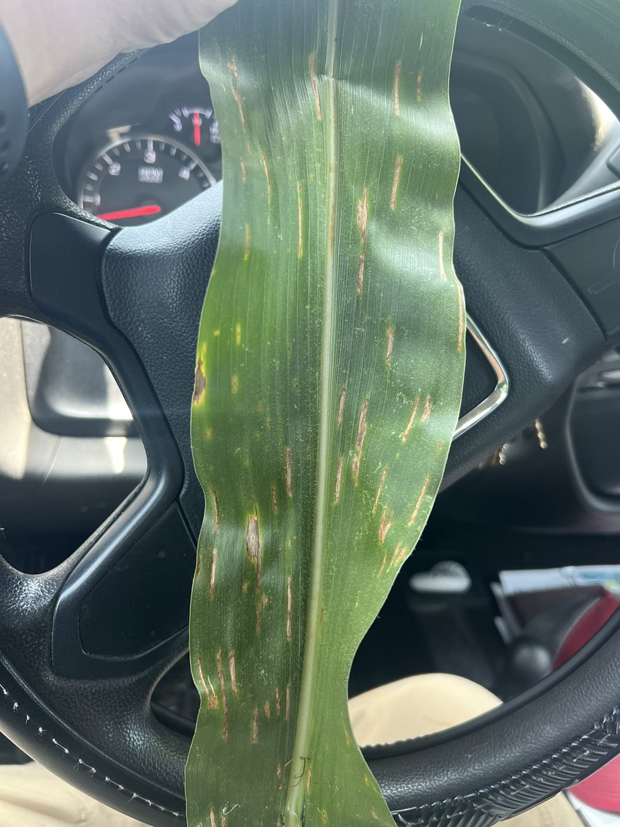 Some GLS showing up in our corn here recently! I have a feeling it’s going to be the year of disease in corn. #trivapro <a href="/SyngentaUS/">Syngenta US</a>