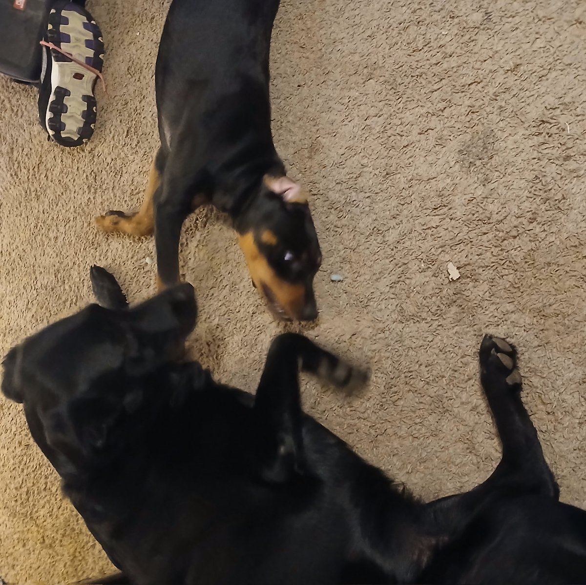 ddhollars's tweet photo. @PolitiBunny These two are my doggie fur-babies! Tifa is the Rottie/Dobbie mixture, and  Ivy is the Lab/GS mixture 🩵💜 https://t.co/H9zZ9tIZRK