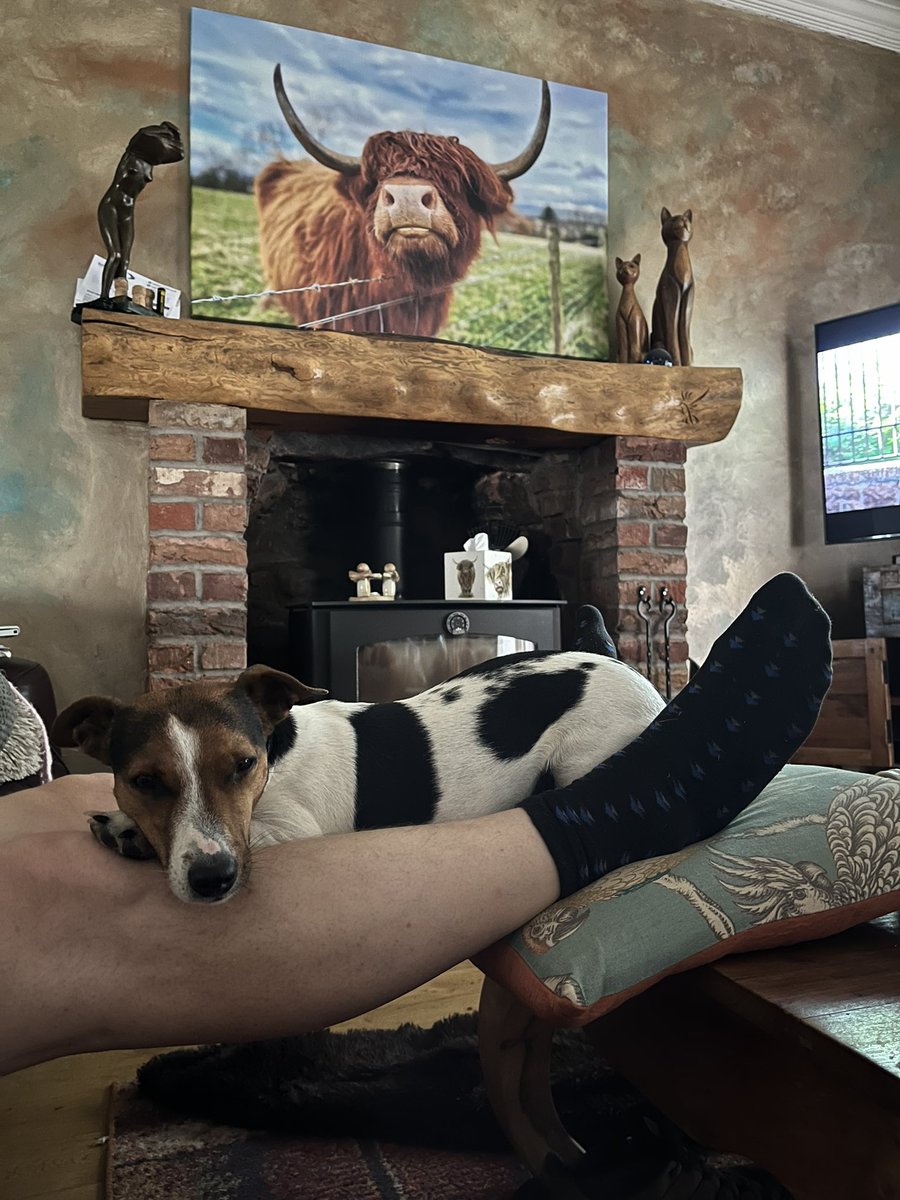 Arnbeg's tweet photo. Extreme lapdogging 😂
#arnbegfarmstayscotland #jackrussell #jrt #ratterrier #jackrussellmoments #weedog #vera #dogsofinstagram #jackrussellterror https://t.co/1NQVixVcZV