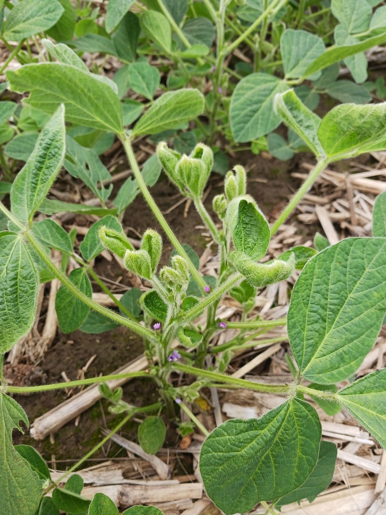 Everyone has seen this video, Im sure. Gonna post it here. Know your chemicals and the dangers. It has happened again. Off target damage to my customer. #spray24 #inversion <a href="/PioneerSeedsCA/">Pioneer Seeds Canada</a> x.com/_HopeLong/stat…