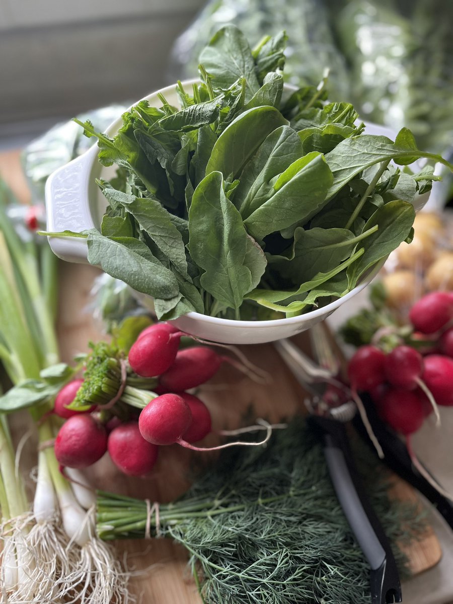 BeingVeganBlog's tweet photo. When your radish tops are absolutely perfect!  Of COURSE you can eat radish tops!  Thank you Sundog Organic Farm! https://t.co/vb73NzYudk #organicfarm #saveoursoil #familyfarm #farmshare #yeg https://t.co/ii2SjIc11A