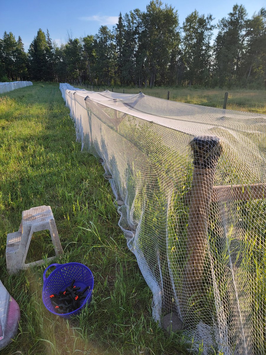 Dendritic_View's tweet photo. Picked about 20 liters of Haskaps today

5 ice cream pails worth per the traditional unit of measurement for berry picking

They still need at least another week to rippen, so lots more to come (I'm sort of scared - this might be a cry for help)

#Haskaps https://t.co/C55oo1FtDb