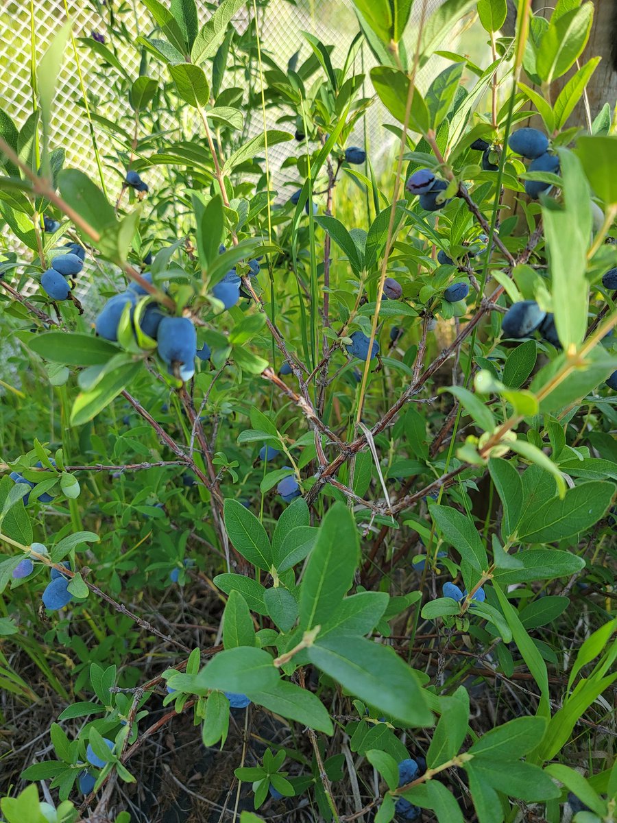 Dendritic_View's tweet photo. Picked about 20 liters of Haskaps today

5 ice cream pails worth per the traditional unit of measurement for berry picking

They still need at least another week to rippen, so lots more to come (I'm sort of scared - this might be a cry for help)

#Haskaps https://t.co/C55oo1FtDb