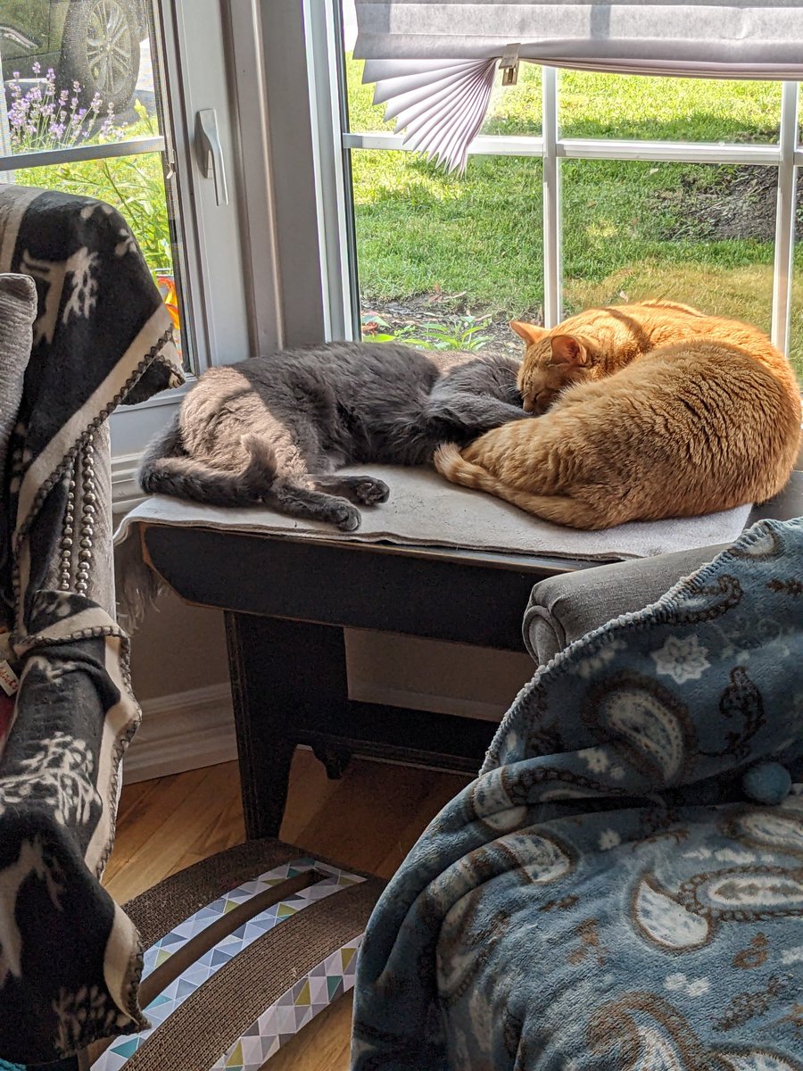 JodesJots's tweet photo. Happy #Caturday 
#LifeWithAngus
#LifeWithRicky https://t.co/LeWauvqYXL