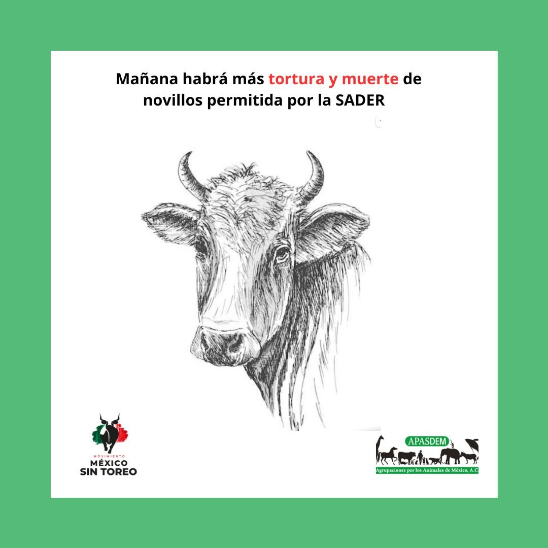 APASDEM's tweet photo. Hoy, gracias a la ineficacia de las instituciones gubernamentales, los taurómacos actúan con toda impunidad. @GobiernoMX @Claudiashein @martibatres
#MexicoSinTorep #APASDEM https://t.co/ZdZLT0Bz1l