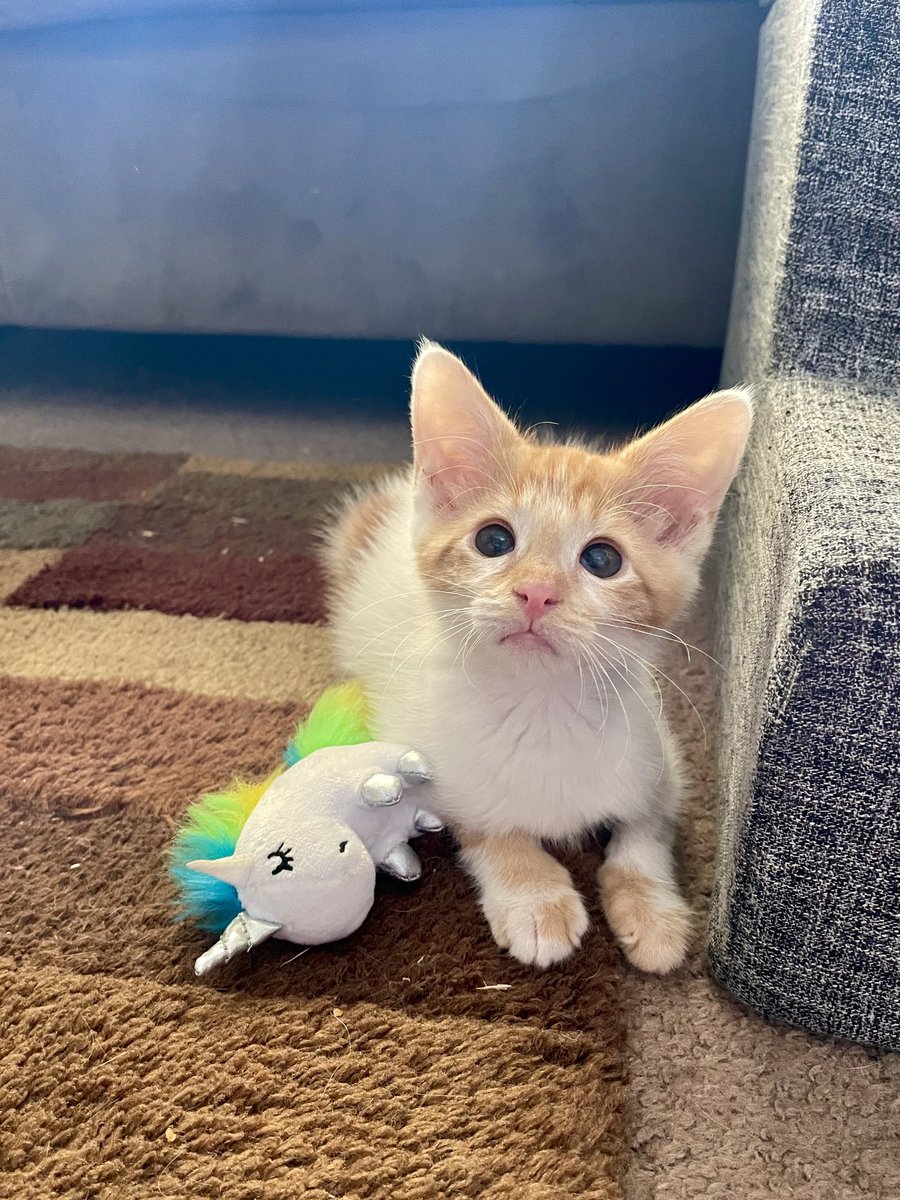 happy 1 month shrimp rescueversary 🥰