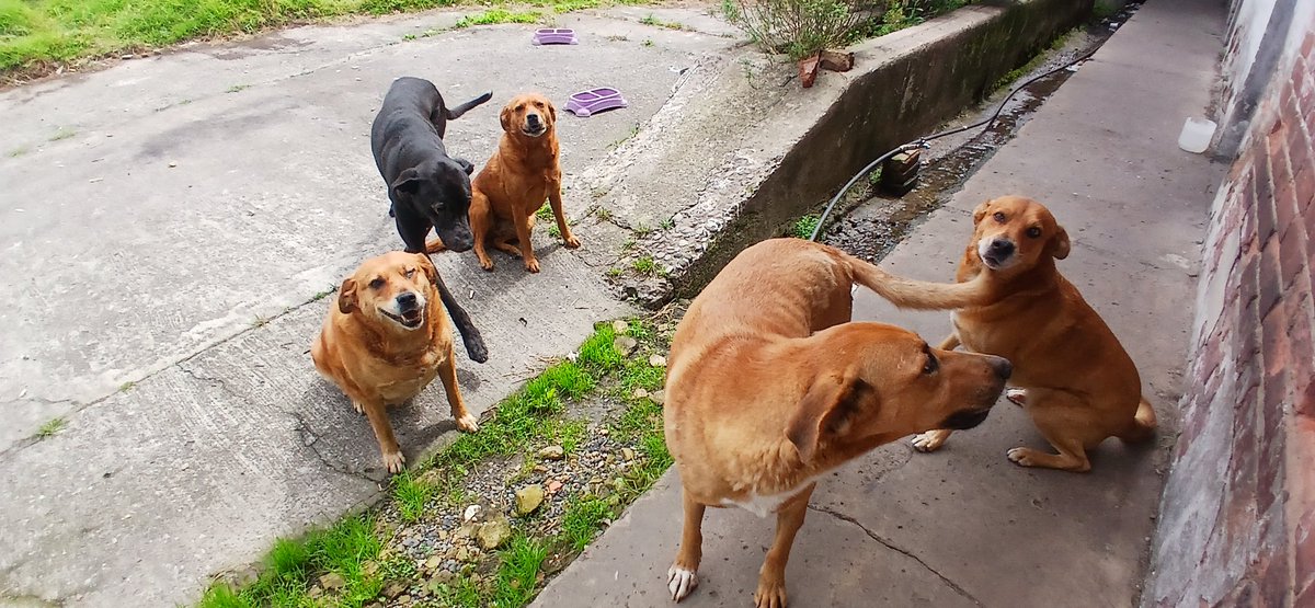 Rescatandoange2's tweet photo. Ayuda Por Favor mis animales hoy no tienen comida es muy triste 
De la rifa los números  que henos vendido  y que han sido cancelados fue abonado para el acarreo del jueves .no se que más hacer ayuda mis animalitos hoy ya no tiene  comida💔Dona en físico WhatsApp 320462 2030 https://t.co/uQ8jhzAWMS