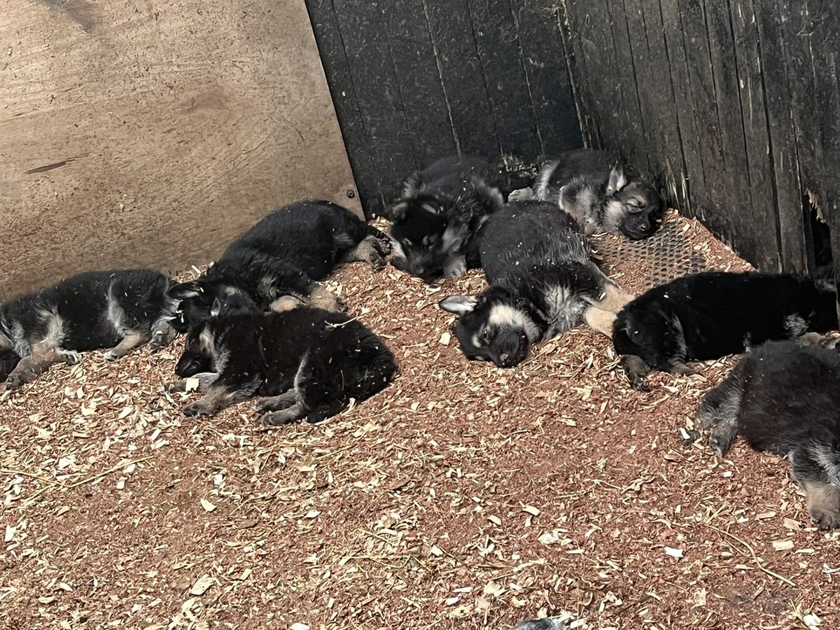 LovingChim's tweet photo. 6 week old German shepherd pups looking for 🏡🏡

They are 6 weeks old and ready to start looking for new family’s

Mum and dad can both be viewed 

Please call 07783813177 https://t.co/X8m0Qf08oX