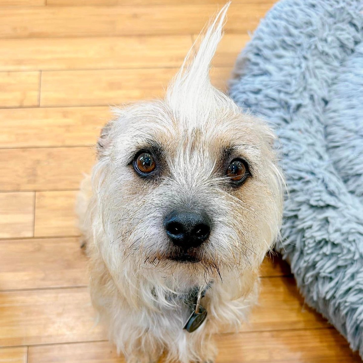 Can't get enough of Jaxon's unique hairstyles? Don't miss out on his latest hairdo masterpiece - the mohawk! Sound off in the comments if you're loving it as much as we are! 😚 #Jaxon