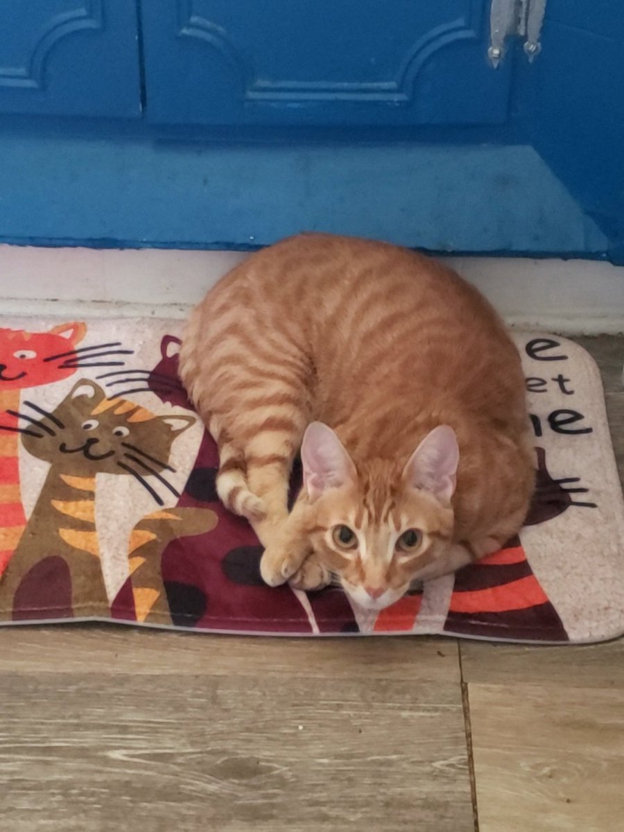 CassieJFox's tweet photo. #CatMat Pachabel has marked his spot for nap on the new cat mat. He'll be rested for the #Caturday Night Nip Pawty. #OrangeTornado 🌪 🌀 #Pachabello #SouthernBelleFelines #OrangeTabby #Pawty #NipLife #CatsOfX #Caturday 🥳 🎊 🎉 🐈 🚬 🍸 🍹 🎶 🎵 ✈ 🛩 🚗 🚘 🚔 🐾 https://t.co/gGd1jRsyQ2
