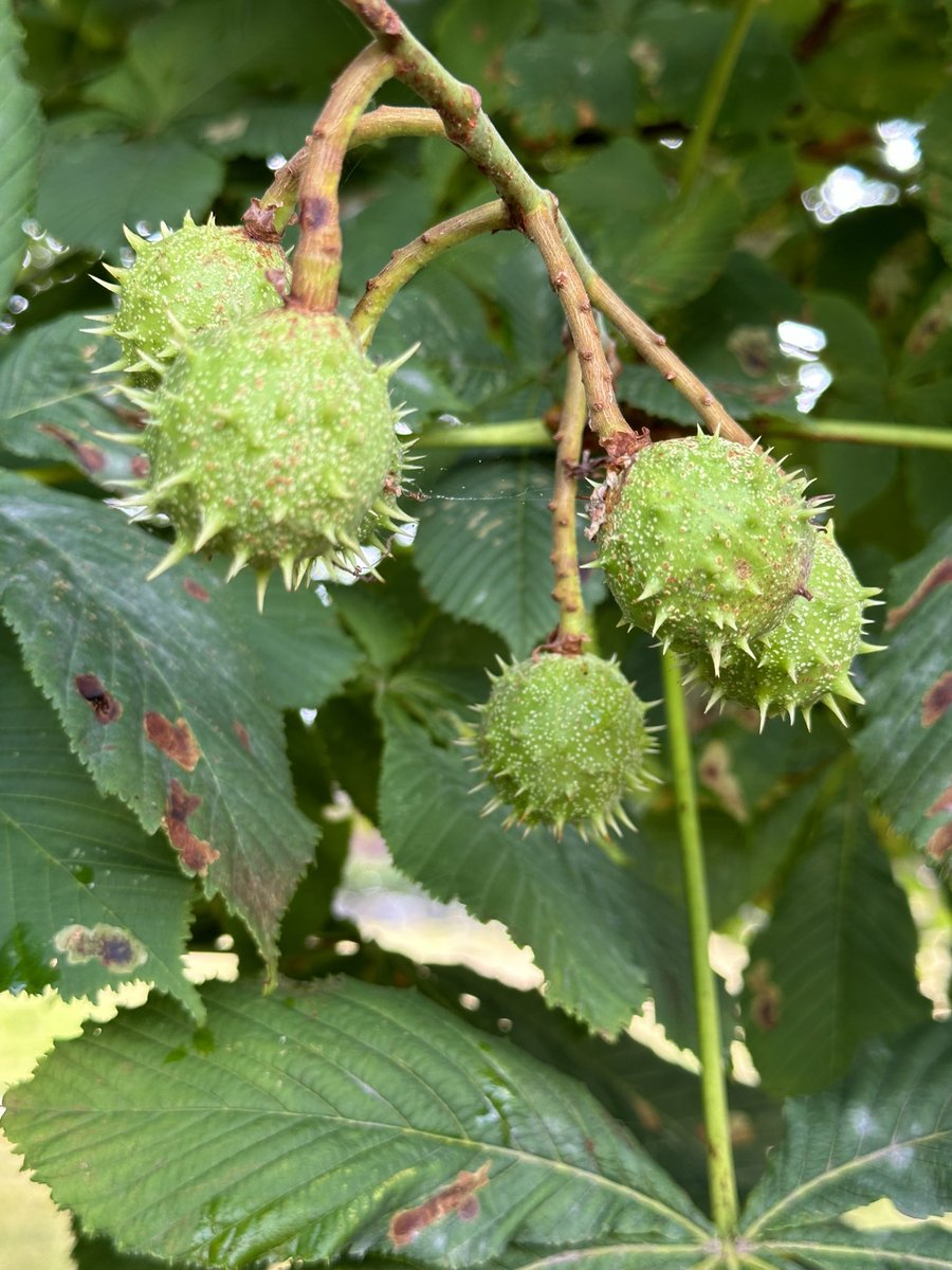 LindyLouMac's tweet image. The conkers are maturing nicely! #horsechestnut #conkers #conkerseason #windsorgreatpark #mothernature