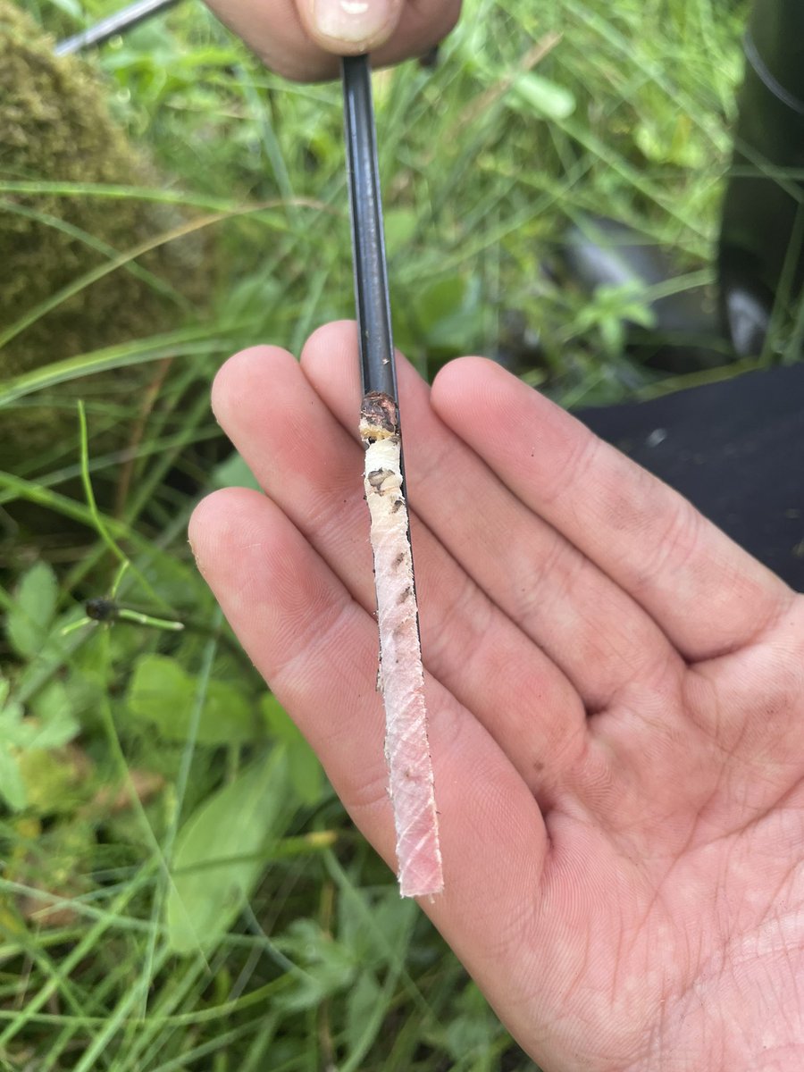 Thomas Murphy (@thomasrmurphy88) on Twitter photo Great day on Friday sampling Salix with <a href="/BotanyCornwall/">Billy Fullwood</a> at wet woodland site in #cornwall #AcademicTwitter #AcademicX <a href="/PlymUni/">University of Plymouth</a> Great day on Friday sampling Salix with <a href="/BotanyCornwall/">Billy Fullwood</a> at wet woodland site in #cornwall #AcademicTwitter #AcademicX <a href="/PlymUni/">University of Plymouth</a>