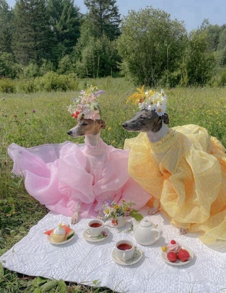 lindaworkerbee's tweet image. #PetsForBiden