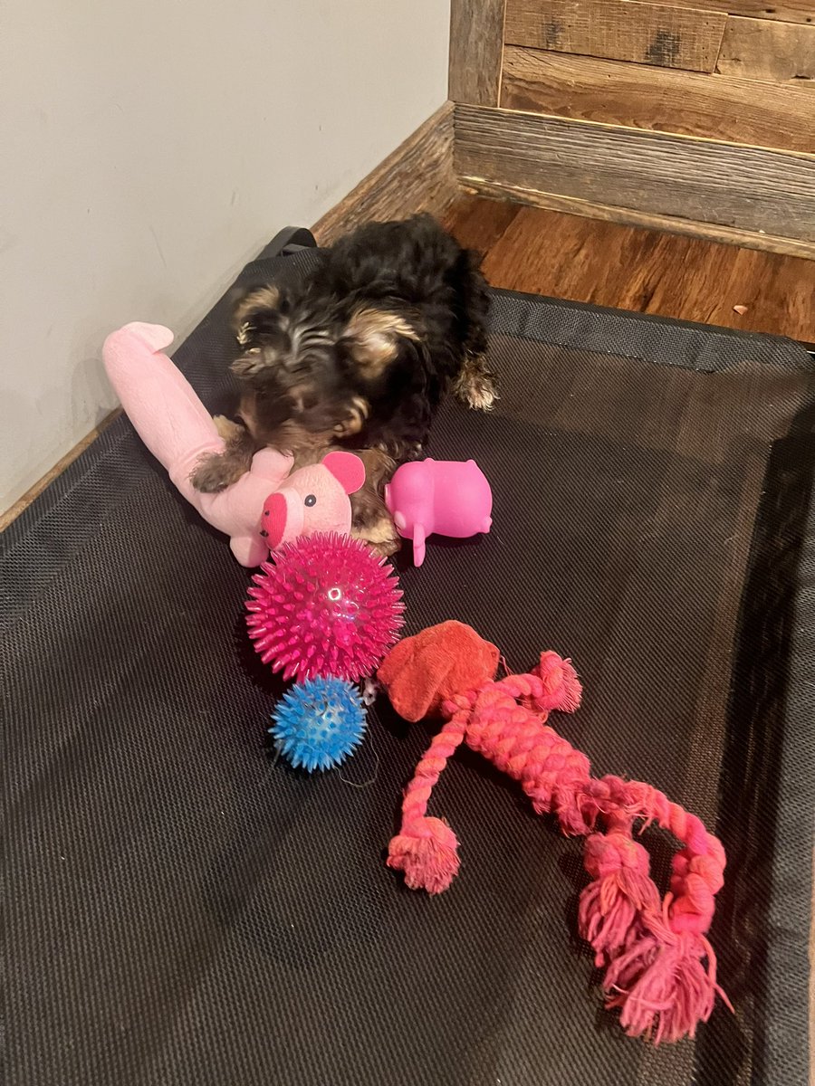 ItsCharliBabi's tweet photo. Toy Yorkies for sale ! Both girls . Dm for serious inquires !💕🐾 #toyyorkies #yorkieforsale #teacupyorkies https://t.co/dqO7usmKS4