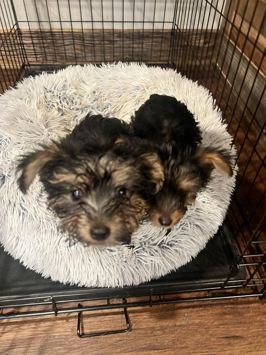 ItsCharliBabi's tweet photo. Toy Yorkies for sale ! Both girls . Dm for serious inquires !💕🐾 #toyyorkies #yorkieforsale #teacupyorkies https://t.co/dqO7usmKS4