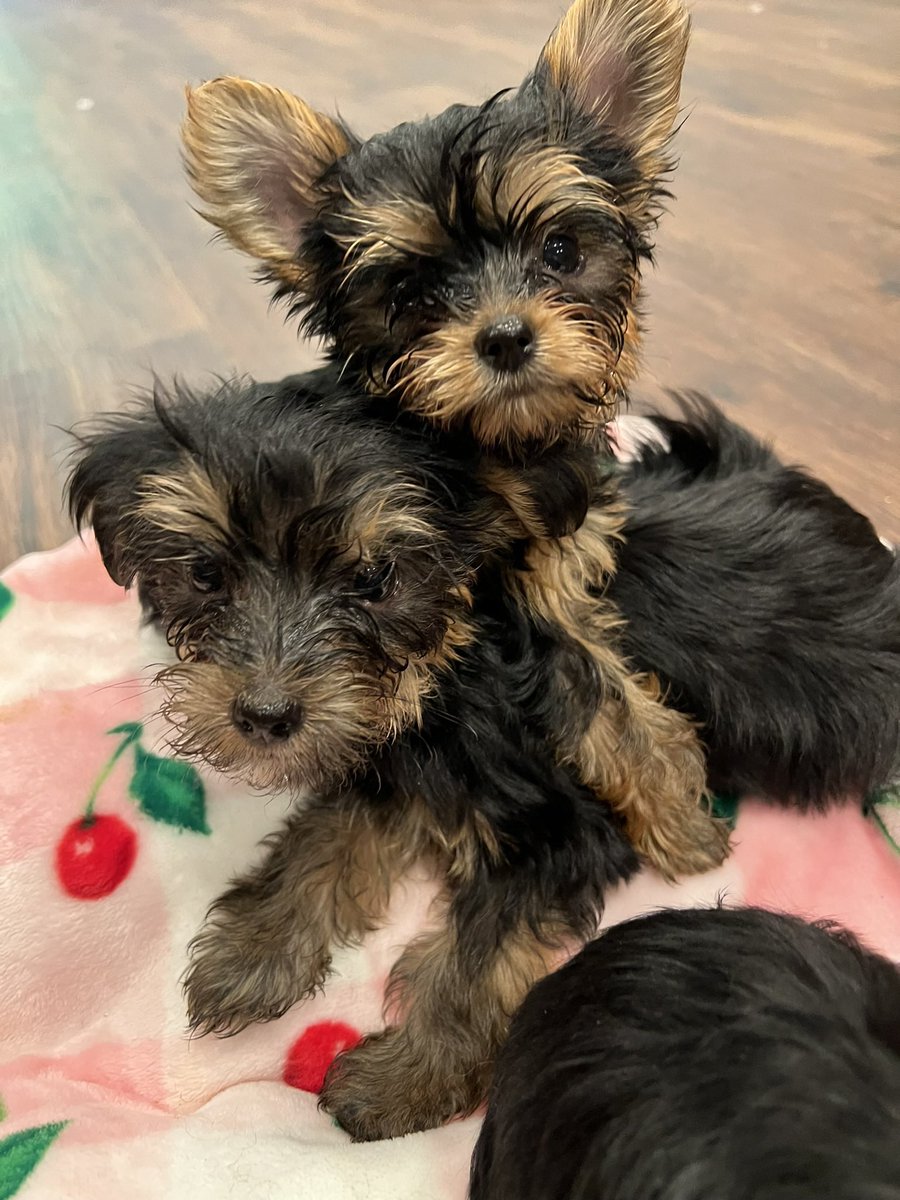 ItsCharliBabi's tweet photo. Toy Yorkies for sale ! Both girls . Dm for serious inquires !💕🐾 #toyyorkies #yorkieforsale #teacupyorkies https://t.co/dqO7usmKS4