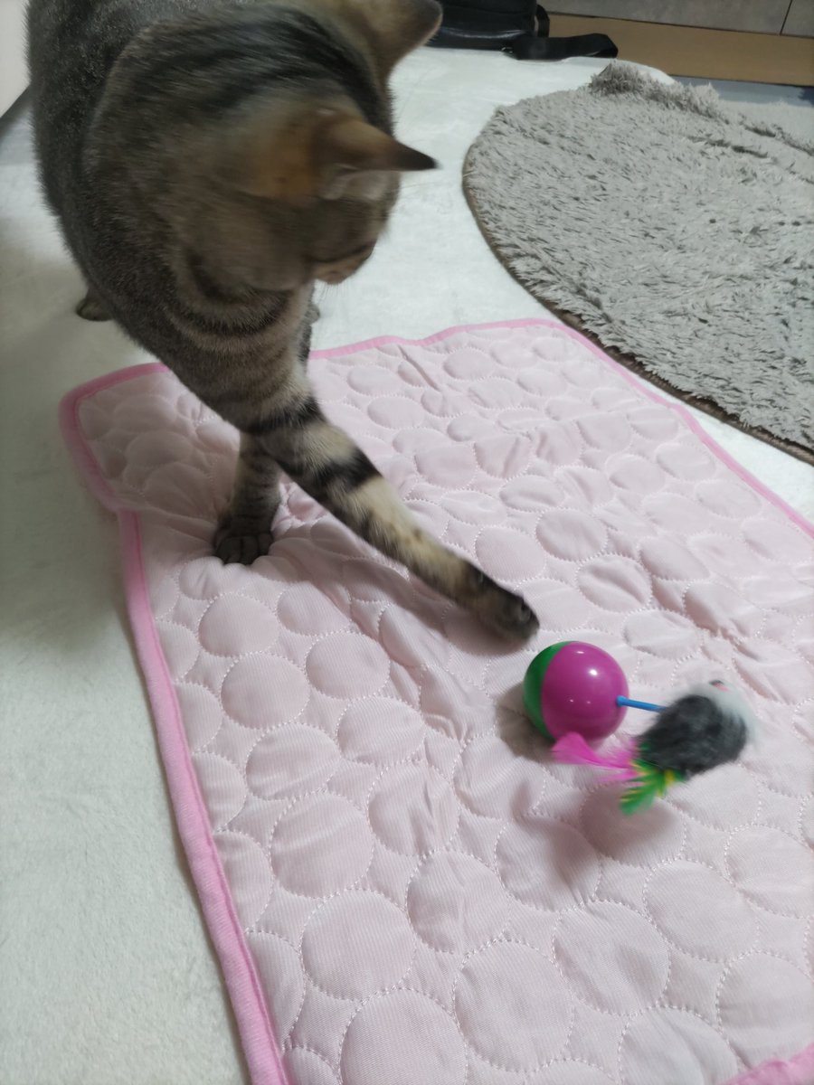 kigineko8's tweet photo. 久々の投稿…。
今日も猫は元気です。

#キジトラ猫 #猫のいる暮らし https://t.co/UtWWgmI4Mw