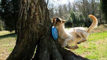 GLHancock's tweet photo. #ThingsToAvoidWhenSleepDeprived
playing with frisbees in the park https://t.co/JntMfvd3zp